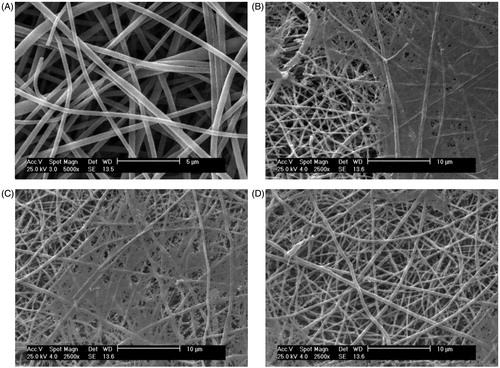 Figure 4. (A). SEM photographs of the PLLA scaffold before expansion. (B). SEM micrographs of CD133+adhesion on Fn-coated PLLA scaffold on day 7. (C). SEM micrographs of CD133+adhesion on collagen-coated PLLA scaffold on day 7. (D). SEM micrographs of CD133+adhesion on PLLA scaffold on day 7.