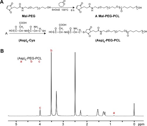 Figure 2 Synthesis and characterization of the (Asp)8-PEG-PCL nanoparticles.Notes: (A) Schematic illustration of self-assembled (Asp)8-PEG-PCL nanoparticles. (B) 1H NMR spectrum of the (Asp)8-PEG-PCL nanoparticles.Abbreviations: (Asp)8-Cys, polyaspartic acid peptides linked with cysteine; (Asp)8-PEG-PCL, polyaspartic acid peptides-poly (ethylene glycol)-poly (ε-caprolactone) polymer; Mal-PEG, maleimide terminated polyethylene glycol; NMR, nuclear magnetic resonance; PCL, poly ε-caprolactone.