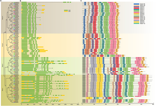 Figure 2. Phylogenetic tree (a), gene structure (b) and conserved motifs (c) of SROs in Brassica. The sequence information of these 15 conserved motifs is shown in Figure S1.