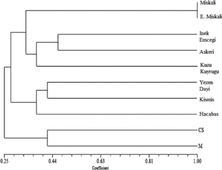 Figure 1. Dendrogram showing the relationship of 10 grapevine cultivars based on UPGMA cluster analysis of 12 SSR loci. Note: CS, Cabarnet Sauvignon; M, Merlot.