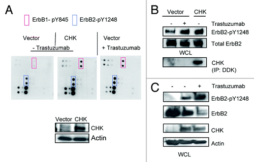 Figure 4. Overexpression of CHK induces ErbB2-Y1248 phosphorylation and mediates ErbB2 degradation following treatment with trastuzumab. (A) BT474 cells were electroporated with either empty pCMV6-entry vector or pCMV-entry vector encoding DDK-tagged CHK. Cells were then grown in serum-containing media to recover for 24 h, followed with serum starvation for 24 h. Vector control cells were either treated with trastuzumab (4 μg/mL) for 1 h or left untreated. The RayBiotech antibody array assay was used to detect the phosphorylation levels among different EGFR family members. Red rectangles, ErbB1-pY845; blue rectangles, ErbB2-pY1248. The expression of DDK-tagged CHK in WCL was detected using an antibody directed against DDK. (B) The experimental procedures were similar to those described in (A) except that WCL obtained from BT474 cells were subjected to western blot analysis to detect ErbB2-pY1248 and total ErbB2. The overexpressed DDK-tagged CHK was immunoprecipitated and detected using antibody directed against DDK. (C) BT474 cell were transiently transfected with either empty pCMV6- entry vector or pCMV6-entry vector encoding DDK-tagged CHK. The cells were grown in the serum-containing media for 24 h and were then serum-starved for 24 h. The cells were either treated with trastuzumab (4 μg/mL) for 1 h or left untreated. The levels of ErbB2-pY1248 and total ErbB2 in WCL were detected using western blot analysis. DDK-tagged CHK expression was detected using an antibody directed against CHK.