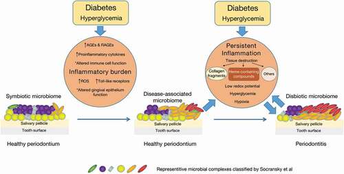 Figure 1. The plausible mechanism of DM altering oral microbiome.