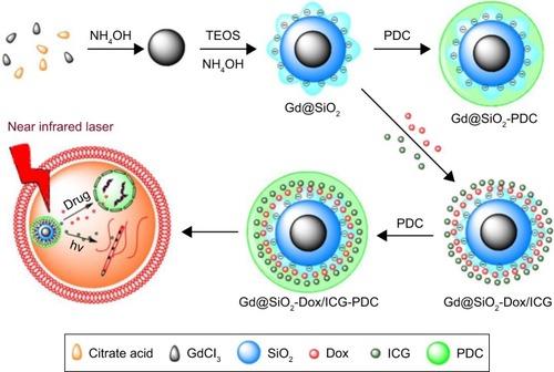 Figure 10 Synthesis of Gd@SiO2-PDC and Gd@SiO2-Dox/ICG-PDC.Notes: Reprinted with permisison from Cao M, Wang P, Kou Y, et al. Gadolinium (III)-chelated silica nanospheres integrating chemotherapy and photothermal therapy for cancer treatment and magnetic resonance imaging. ACS Appl Mater Interfaces. 2015;7:25014–25023.Citation76 Copyright 2015, American Chemical Society.Abbreviations: Gd, gadolinium; Dox, doxorubicin; ICG, indocyanine green; PDC, polydiallyldimethylammonium chloride; TEOS, tetraethyl orthosilicate.