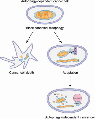 Figure 1. Inhibition of the canonical mitophagy pathway in autophagy-dependent cancer cells forces rare surviving clones to undergo adaptation. The surviving autophagy-deficient cells upregulate mitochondrial fusion and generate mitochondrial-derived vesicles as an alternative means to recycle damaged mitochondria and maintain cellular homeostasis.