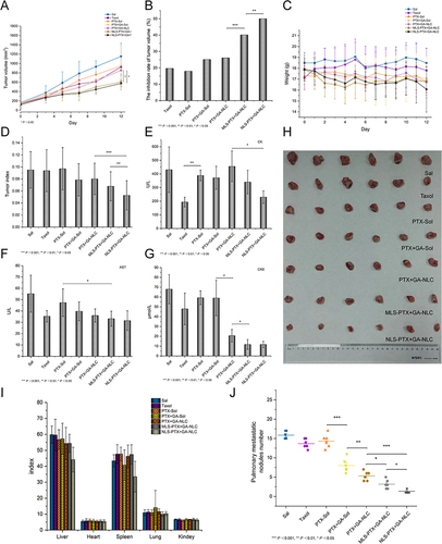 Figure 6 Antitumor effects in vivo. ((A) The tumor growth curves. (B) The inhibition rate of tumor volume. (C) Weight of mice. (D) Tumor index. (E–G) The biochemical markers. (H) Photographs of tumors from mice in different treatment groups. (I) The index of major organs. (J) Number of metastatic nodules in the lung.). ***p < 0.001, **p < 0.01, *p < 0.05, results were expressed as mean ± SD, n = 6.