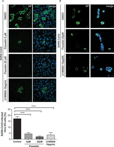 Figure 5. Impact of fluoxetine and U18666A on SARS-CoV-2 infection success within the first cycle of replication. (A) Vero E6 and (B) Calu-3 cells preatreated with the drugs at the indicated concentrations were infected with SARS-CoV-2 at 1 MOI for 1 h. Nuclei were visualized with DAPI. To determine infection rates, NP-positive cells were detected by immunofluorescence imaging. Mean percentages ± SEM of NP-positive cells were calculated from three independent experiments. One-way ANOVA followed by Dunnett’s multiple comparison test. ****p ≤ .0001.