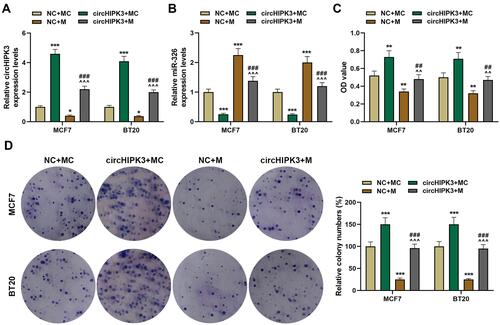 Figure 4 The effect of circHIPK3 on cell viability and proliferation of breast cancer (BCa) cells was reversed by miR-326. (A) The expression of circHIPK3 in NC + MC, circHIPK3+ MC, NC + M, circHIPK3 +M groups was determined by RT-qPCR. (B) The expression of miR-326 in NC + MC, circHIPK3+ MC, NC + M, circHIPK3 +M groups was determined by RT-qPCR. (C) CCK-8 was constructed to detect the viability of BCa cells. (D) The cell proliferation was determined by the clone formation assay. Each experiment was repeated three times independently. GAPDH or U6 was set as control. *P < 0.05, **P < 0.01, ***P < 0.001 vs NC + MC; ^^P < 0.01, ^^^P < 0.001 vs circHIPK3+ MC; ##P< 0.01, ###P < 0.001 vs NC + M.