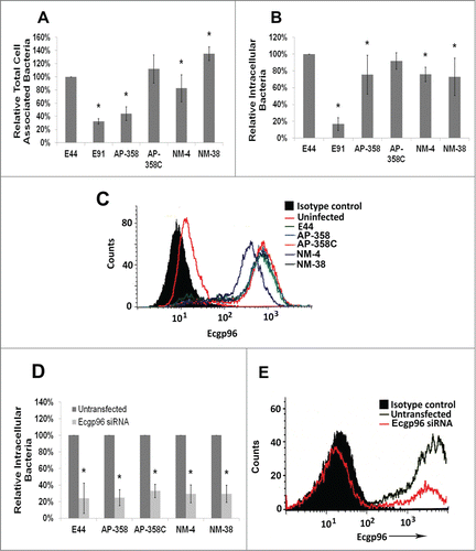 Figure 4. APEC and NMEC strains manipulate Ecgp96 for brain endothelial cell invasion. Cell association (A) and invasion (B) patterns of APEC (AP) and NMEC (NM) strains in HCMEC/D3 were performed. APEC and NMEC infected HCMEC/D3 were subjected to flow cytometry to examine the surface expression of Ecgp96 in response to infection (C). HCMEC/D3 were transfected with siRNA to Ecgp96, and the cells were allowed to recover for 24 h before performing invasion assays with the strains. The percent reduction in invasion of each strain in the presence of siRNA was calculated relative to their invasion taken as 100% in the absence of siRNA (D). Efficient Ecgp96 silencing was confirmed by flow cytometry (E). The cell association/invasion experiments were performed at least 3 times in triplicate and the bacteria bound or invaded are presented as percent means ± S.D taking the total cell association or invasion of E44 as 100%. Increase or decrease in cell association/invasion of the strains was statistically significant compared to untransfected HCMEC/D3, *p < 0.05 by Student's t-test.