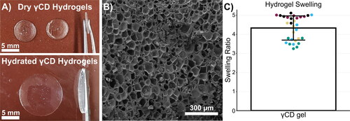Figure 2. Physical characterization of crosslinked γCD hydrogel. (A) Macroscopic images of γCD gels show that the gel is transparent in both the dry and hydrated state. Significant swelling of the hydrogel is evident in the size change after hydration. (B) The SEM image of the interior of the freeze-dried γCD gel shows a consistent porous structure. C) The γ-CD gels were highly swellable with an average swelling ratio of 4.33 ± 0.63. Overlaid points represent individual replicates and are color coded by hydrogel batch