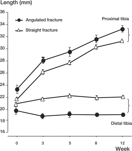 Figure 3. Changes in length of the proximal and distal fractured tibia in the angulated and straight alignment group over 12 weeks, presented as mean (SEM).This shows a clear difference in growth between the proximal and distal fragments, but not between the angulated and straight alignment groups.