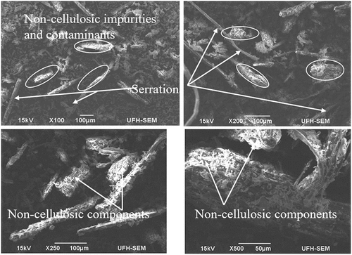 Figure 5. SEM images of Dombeya buettneri fiber at different magnifications.