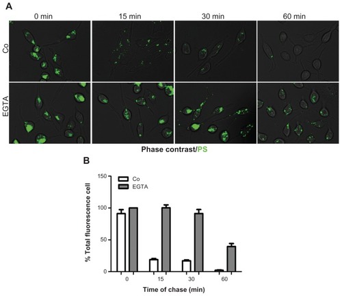 Figure 4 PS NPs induce calcium-regulated exocytosis of PS-containing vesicles. RBL cells (30,000/cm2) adherent on cover-slips were exposed to 75 μg of PS NPs for 15 minutes. Where indicated, the cells were preincubated for 30 minutes with 5 mM EGTA. After this, the cells were washed, imaged under the fluorescence microscope and cell-associated fluorescence was quantified with ImageJ software. (A) Representative images of RBL cells exposed to PS NPs in the presence or absence of EGTA. (B) Quantification of total fluorescence (normalized per cell).Note: Data from two independent experiments in triplicate are shown.Abbreviations: EGTA, ethyleneglycoltetraacetic acid; NPs, nanoparticles; RBL, rat basophilic leukemia; PS, polystyrene.