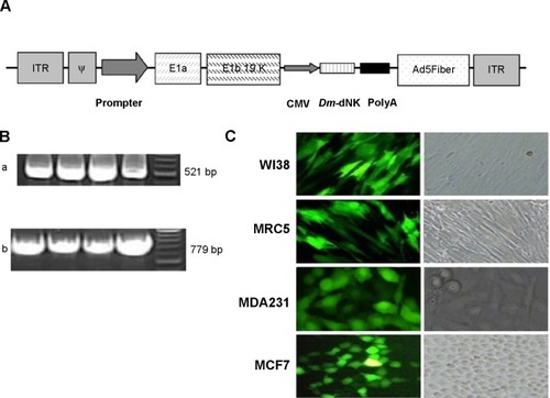 Figure 1 Construction and identification of the recombinant ZD55–dNK vector used in this study.