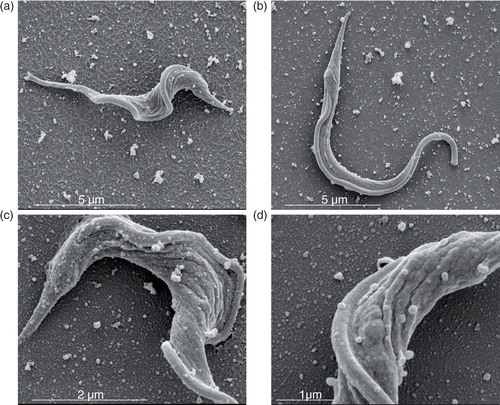 Fig. 3.  Trypanosoma cruzi (Y strain) trypomastigotes spontaneously shed vesicles from their entire membrane surface. Scanning electron microscopy (SEM) of parasite membrane shedding after incubation in culture medium (a–d, bars: 1–5 µm). Magnification: (a) 27,383×, (b) 25,242×, (c) 60,470× and (d) 92,084×.