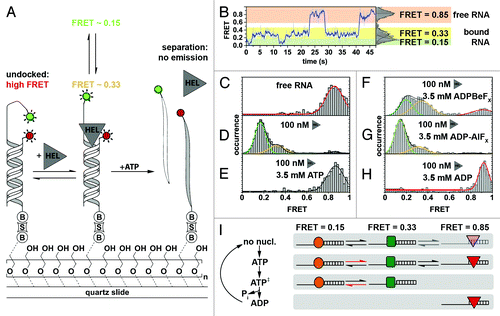 Figure 4. Characterizing NPH-II-catalyzed RNA duplex unwinding. (A) Experimental design and results. A fluorophore-labeled 19-bp RNA duplex (Cy3, green circle; Cy5, red circle) with a 24-nt 3′ extension was immobilized on the PEG-passivated quartz slide via a biotin-streptavidin linkage (“B,” “S”).Citation161 The initial high FRET value of 0.85 is diminished in response to NPH-II binding (“HEL”) and fluctuates between two discrete low FRET values, indicating an increased inter-dye distance. Addition of ATP triggers duplex unwinding ultimately leading to complete loss of emission upon strand separation. (B) Representative smFRET trajectory (1 nM NPH-II, no ATP) showing transition between the helicase-unbound state (FRET 0.85, highlighted in orange), and the helicase-bound states (FRET 0.15 and 0.33, highlighted in green and yellow, respectively). (C–H) Averaged FRET histograms, each built from over 100 individual FRET time traces. Imaging conditions: (C) only RNA, (D) RNA and 100 nM NPH-II, (E) 100 nM NPH-II, 3.5 mM ATP, (F) 100 nM NPH-II, 3.5 mM 'ADP-BeFx (a ground-state analog), (G) 100 nM NPH-II, 3.5 mM ADP-AlFx (a transition state analog), (H) 100 nM NPH-II, 3.5 mM ADP. (I) Basic model for unwinding initiation by NPH-II relying on altered substrate affinities along the ATP hydrolysis cycle. Without nucleotide, NPH-II binds both ssRNA and dsRNA and the NPH-II-ssRNA complex readily alternates between two conformations. ATP binding impedes dissociation from ssRNA and changes the kinetics of bound-state transitions. In the ATP transition state, NPH-II no longer binds to dsRNA and interconversion kinetics change again. The helicase associates with dsRNA upon ATP hydrolysis and phosphate dissociation. Different shapes mark the different conformational states if NPH-II traversed during unwinding initiation. Figure adapted from reference Citation121.