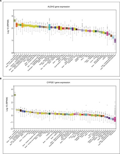 Figure 3 Expression levels of ALDH2 and CYP2E1 in different tissues. (A) ALDH2 expression levels in different tissues. (B) CYP2E1 expression levels in different tissues. Figure 4 Gene expression levels and protein interactions. (A and B) ALDH2 and CYP2E1 gene expression levels in normal and primary tumor tissues. (C) Interactions of ALDH2 and CYP2E1 with other genes. (D) Interactions of ALDH2 and CYP2E1 with other proteins.Display full size