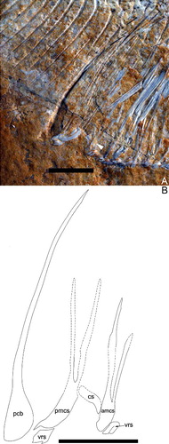 Figure 5. A, cloaca of Scalacurvichthys naishi gen. et sp. nov. holotype (SMNK-PAL. 8613); dashed white lines indicate the restoration of incompletely preserved structures; tip of right branch of posterior modified cloacal scale overlain by disarticulated flank scales therefore not shown. B, camera lucida drawing; probable shape of posterior modified cloacal scale is reconstructed using dashed lines. Abbreviations: amcs, anterior modified cloacal scale; cs, cloacal scale; pcb, postcoelomic bone; pmcs, posterior modified cloacal scale; vrs, ventral ridge scale. Scale bars = 1 cm.