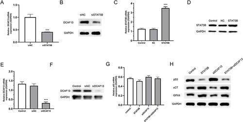 Figure 5 STAT5B regulates p53/xCT pathway through DCAF13 in Jeko-1 cells. (A–B) Effects of silencing STAT5B on expression of DCAF13 mRNA and protein levels in MCL cells. (C and D) Transfection results of Jeko-1 cells overexpressing STAT5B. (E and F) Transfection results of Jeko-1 cells silencing DCAF13. (G) Effects of overexpression of STAT5B and silencing of DCAF13 on p53 mRNA levels in MCL. (H) Effects of overexpression of STAT5B and silencing of DCAF13 on p53 protein levels in MCL. ***P < 0.001 vs siNC.