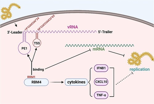Figure 8. Schematic diagram of RBM4 inhibiting the replication of EBOV. After EBOV infected with cells, RBM4 binds to “CU” enrichment elements of viral genome 3′-leader region to suppress mRNA production to inhibit the replication of EBOV. The RBM4 also upregulates some cytokines and may synergistically exert its antiviral function.