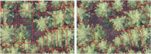 Figure 6. Left: Labels needed to train the YOLO model. Right: Labels needed to train the Mask-RCNN model. As can be seen, Mask R-CNN labels are made by drawing polygons around the canopy trees, and YOLO labels are made drawing a simpler rectangle. This difference makes Mask R-CNN labels harder to obtain. Labels are obtained by drawing the shapes by visual inspection of the image using QGIS software functionalities (QGIS Development Team Citation2022).