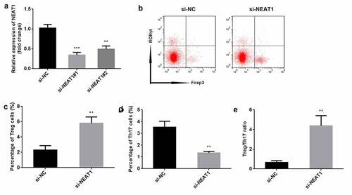 Figure 2. Knockdown of NEAT1 promotes the balance of Treg/Th17. (a) transfection efficiency was determined using RT-qPCR. (b) Treg and Th17 cells were assessed by flow cytometry. the percentage of (c) Treg cells and (d) Th17 cells was quantified. (e) the ratio of Treg/Th17 was calculated. ***P < 0.001. **P < 0.01