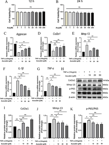 Figure 6 The effect of Au on TNF-α-induced chondrocytes in vitro. (A and B) Cell viability of ATDC5 cell cultured with various concentrations of Au for 12 h and 24 h. (C–G) The gene expression of TNF-α-induced ATDC5 cell treated with various concentrations of Au for 24 h. (H) The protein expression of TNF-α-induced ATDC5 cell treated with various concentrations of Au for 24 h. (I–K) Quantitative analyses of the relative protein expression. Data were presented as means ± S.D. *p < 0.05; **p < 0.01, ns, significant difference, as compared to group treated with TNF-α only (the second column), n ≥ 3 in each group.