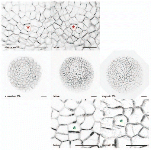 Figure 1 Impact of isoxaben and oryzalin on the localization of PIN1 in meristematic cells. The PIN1-GFP signal (in black) is very heterogenous in the control meristematic cells, consistent with the preferential localization of PIN1 to one side of the cells. Sometimes the signal is even restricted to one cell corner. After microtubule depolymerization with oryzalin, cell growth becomes more isotropic, and while PIN1 localization remains heterogenous, the signal becomes more widespread on each plasma membranes and thus tends to homogeneity. In contrast, after isoxaben treatment (which inhibits cellulose synthesis and thus is predicted to increase stress levels), the PIN1-GFP protein concentrates at the corners of the cells.Citation8