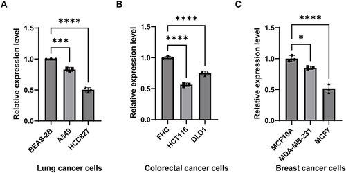 Figure 10 Validation of MRC1 expression in cancer cells. (A) qRT-PCR results showing the relative expression levels of MRC1 in Lung cancer cell lines (A549, HCC827) compared to a normal lung epithelial cell line (BEAS-2B). (B) qRT-PCR results showing the relative expression levels of MRC1 in Colorectal cancer cell lines (HCT116, DLD1) compared to a normal colon epithelial cell line (FHC). (C): qRT-PCR results showing the relative expression levels of MRC1 in Breast cancer cell lines (MDA-MB-231, MCF7) compared to a normal mammary epithelial cell line (MCF10A). *P<0.05;***P<0.001;****P<0.0001.