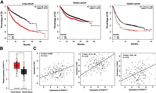 Figure 2 PKMYT1 associates with prognosis in several cancers and correlates with several crucial functional genes in ESCC. (A) Data from Kaplan–Meier Plotter showed that overexpressed of PKMYT1 related to poorer prognosis in several cancers (Copyright © 2018. Balazs Gyorffy. Data from Nagy A, Lánczky A, Menyhárt O, Győrffy B. Validation of miRNA prognostic power in hepatocellular carcinoma using expression data of independent datasets. Sci Rep. 2018;8(1):9227Citation52). (B) PKMYT1 was up-regulated in tumor tissues than normal tissues (Data from Tang Z, Li C, Kang B, Gao G, Li C, Zhang Z. GEPIA: a web server for cancer and normal gene expression profiling and interactive analyses. Nucleic Acids Res. 2017;45(W1):W98–W102Citation21). (C) PKMYT1 associated with several biomarkers which promoted tumorigenesis and metastasis in ESCC (Data from Tang Z, Li C, Kang B, Gao G, Li C, Zhang Z. GEPIA: a web server for cancer and normal gene expression profiling and interactive analyses. Nucleic Acids Res. 2017;45(W1):W98–W102Citation21). *P<0.05.Abbreviations: PKMYT1, protein kinase, membrane associated tyrosine/threonine; ESCC, esophageal squamous cell carcinoma; OS, overall survival.