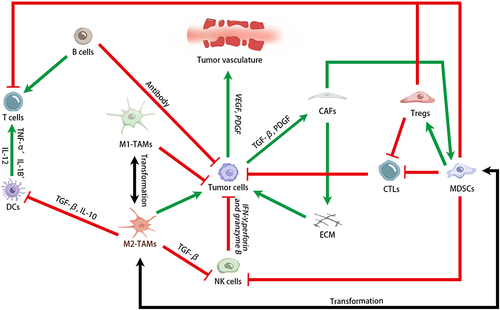 Figure 2 Mechanism of therapy for cancer. The composition of TME is complex, with tumor promoting and tumor inhibiting components. Reversing the tumor immunosuppressive microenvironment requires enhancing anti-tumor cell activity (such as enhancing CTLs, DCs, NK cells, T cells, converting M2-TAMs to M1-TAMs) and weakening the influence of immunosuppressive components (such as weakening Tregs and MDSCs activity).