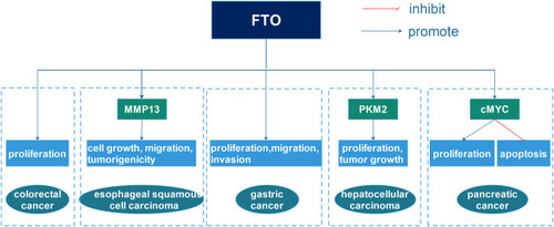 Figure 4 The detailed mechanisms of FTO in gastrointestinal cancer. FTO promoted colorectal and gastric cancer cell proliferation, migration and tumor growth. FTO also advanced cancer cell growth, migration and tumorigenicity through up-regulating MMP13 in esophageal squamous cell carcinoma, and enhanced cancer cell proliferation and tumor growth via up-regulating PKM2 in hepatocellular carcinoma. Finally, FTO promoted pancreatic cancer cell proliferation and inhibited apoptosis by regulating the expression of cMYC.