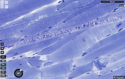 Figure 6 An image of skeletal muscle at 40x magnification on Pathcore Flow. (Image courtesy of Pathcore).
