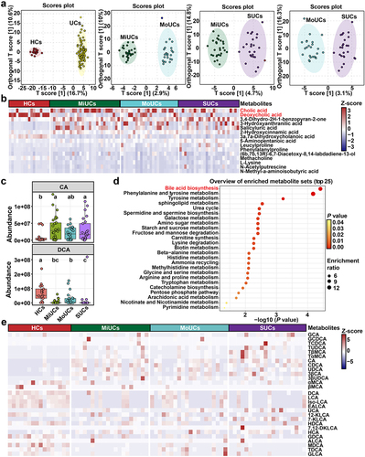 Figure 4. Multiple metabolomics showing significant differences in BAs production and biosynthesis among different groups. (a) OPLS-DA plots of fecal metabolites obtained by untargeted metabolomics; the robust separation based on OPLS-DA analysis indicates the significant discrimination in metabolic profiles between groups. (b) heatmap showing the top 15 differentially abundant metabolites identified by untargeted metabolomics using multiple Mann-Whitney U-tests with FDR correction between every two groups. (c) boxplots showing BAs obtained by untargeted metabolomics that accumulate or decrease with the increase of disease activity; Statistical differences were calculated by Kruskal-Wallis test with FDR correction; a, b, c different letters within each panel represent a significant difference (P < 0.05). (d) metabolic pathway enrichment analysis of differentially abundant metabolites obtained by untargeted metabolomics based on the KEGG database. HCs (n = 17), MiUCs (n = 29), MoUCs (n = 24), and SUCs (n = 25). (e) differentially abundant PBAs and SBAs obtained by targeted metabolomics; cells in heatmaps are colored based on a Z-score scale of metabolite abundances. HCs (n = 16), MiUCs (n = 20), MoUCs (n = 20), and SUCs (n = 20).