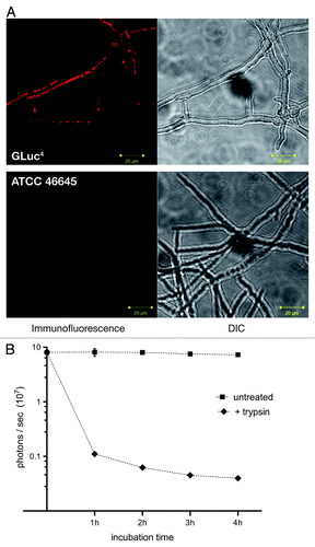 Figure 2. Exposure of the bioluminescent reporter GLuc on the surface of A. fumigatus AfS75. (A) Indirect immunofluorescence with a monoclonal antibody against the G. princeps luc gene product displays association of the fluorescent signal with the hyphal surface. (B) Partial tryptic digest of AfS75 germlings results in a decrease of bioluminescence emitted from this strain. Shown are photon fluxes derived from 1 × 108 germlings that had been digested with trypsin for the indicated periods of time.
