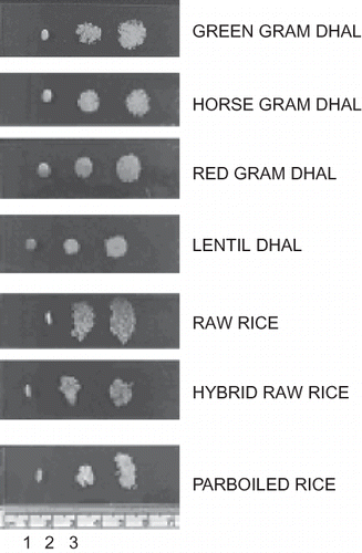 Figure 2 The slides showing ‘Area of Raw,’ ‘Spread Area’ of middle CT, and end CT of Dhals / Rice. 1: raw; 2: middle of cooking; and 3: end of cooking.