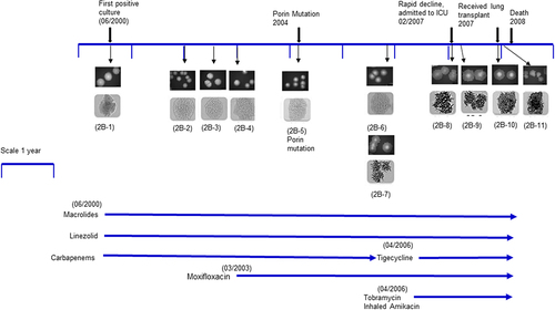 Figure 2. Isolates and timeline of patient 2B: Colony morphology pictures of eleven patient isolates showed in chronological order 2B–1, 2B–2, 2B–3, 2B–4, 2B–5, 2B–6, 2B–7, 2B–8, 2B–9, 2B–10, 2B–11. The first six isolates were smooth. Strain 2B–6 (smooth) and 2B–7 (rough) were coisolated in the same culture. Isolates 2B–7 to 2B–11 were rough. Upper panels are colony pictures at 10× magnification; lower panels show single colonies at 100× magnification. The timeline for isolate collection for patient 2B was approximately 8 years. Antibiotic therapy was initiated when the first isolate 2B–1 was isolated.