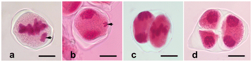 Figure 2. (Color online) Abnormalities in Fritillaria stribrnyi during microsporogenesis. (a) Lagging chromosome in metaphase I (arrow); (b) lagging chromosome in telophase I (arrow); (c, d) asynchrony in the stages of meiosis II. Scale bars = 20 μm.