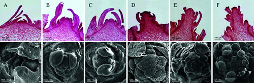 Figure 1. Flower differentiation process in Pak Choi. Paraffin sectioning micrographs (A–F); scanning electron microscope micrographs (G–L); stage 0 (A, G); stage 1 (B, H); stage 2 (C, I); stage 3 (D, J); stage 4 (E, K); stage 5 (F, L).
