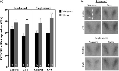 Figure 6. Levels of corticotropin releasing hormone (CRH) mRNA at baseline or after 20 minutes of restraint stress within the paraventricular nucleus (PVN) of pair- versus single-housed male mice exposed to chronic variable stress (CVS) or control conditions. Arbitrary density units (ADUs) calculated from in situ hybridization autoradiograms of CRH mRNA are shown in panel a. Each bar represents mean ± SEM, and numbers within each bar indicate the number of animals used for each group. *: p < .05; **: p < .01 for restraint stressed males versus non-stressed males of the same treatment and housing condition. Panel b shows representative autoradiograms of CRH hybridization in the PVN of pair- and single-housed male mice; 3V: third ventricle.