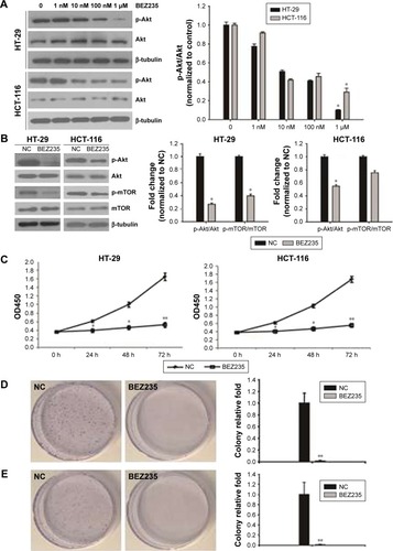 Figure 1 BEZ235 inhibited cell proliferation of HT-29 and HCT-116 cells.