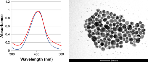 Figure S4 AgNPs stability evaluated by UV–vis spectroscopy in citrate 1 mM before (red line) and after (blue line) the lyophilization (left). TEM image of lyophilized AgNPs (right).Abbreviations: AgNPs, silver nanoparticles; TEM, transmission electron microscopy; UV–vis, ultraviolet–visible.