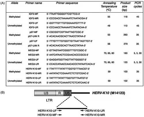 Figure 1. Primers and conditions used for methylation analysis by MS-PCR. (A) List of primers for the methylated and unmethylated alleles and thermal conditions used for methylation analysis by MS-PCR. MF and MR, forward and reverse primers specific to bisulfite converted methylated DNA; UF and UR, forward and reverse primers specific to bisulfite converted unmethylated DNA; U/M R, reverse primer specific to bisulfite converted unmethylated and methylated DNA. (B) Schematic representation of HERV-K primers designed. In relation to the transcriptional start site of HERV-K10, primers are complementary to the following positions: HERV-K10-UF, 959–983 bp; HERV-K10-MF, 958–983 bp; HERV-K10-UR and HERV-K10-MR, 1036–1060 bp. HERV-K10 NCBI accession number is indicated in parenthesis.