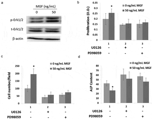 Figure 4. MGF peptide regulates osteoblasts proliferation, migration and differentiation via Erk1/2 signal pathway. (a) The expression level of phosphorylated Erk1/2 in osteoblasts in response to MGF peptide (50 ng/mL) for 30 mins. (b–d) The proliferation, migration and differentiation of osteoblasts in response to MGF peptide and Erk1/2 inhibitors. The data are the mean ± SD, n = 3, *p < 0.05.