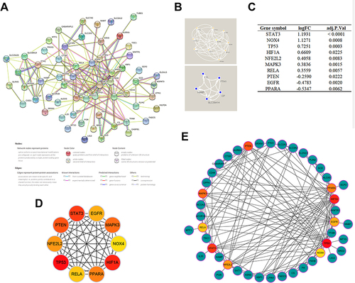 Figure 4 PPI network and identification of hub genes. (A) PPI network of all DEFRGs constructed by STRING database, the no connected dots were hidden. (B) Modules identified by the MCODE plugin using the K-means clustering algorithm (degree cutoff = 2, node score cutoff = 0.2, K-core = 2). (C) The expression variations of hub genes ranked by MCC algorithm in the septic hearts from the GSE79962 dataset. (D) Cross-talks between hub genes, the deeper color of the dot means that the rank order of the hub gene is more advanced. (E) Cross-talks between hub genes and other DEFRGs.