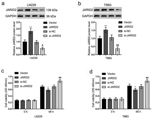 Figure 2. Effects of JARID2 on glioma cell viability. (a, b) JARID2 overexpression or knockdown was achieved by transfecting JARID2 overexpression vector (JARID2) or si-JARID2 into LN229 and T98G cells. The overexpression and knockdown of JARID2 in glioma cell lines were confirmed by immunoblotting. (c, d) LN229 and T98G cells were transfected with JARID2 or si-JARID2 and examined for the cell viability by CCK-8 assay. *P < 0.05, **P < 0.01, compared to vector group. #P < 0.05, ##P < 0.01. compared to si-NC group