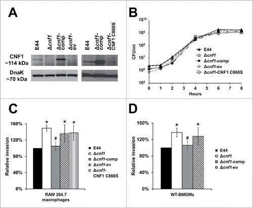 Figure 1. CNF1 expression inhibits E. coli K1 invasion of macrophages. (A) Total bacterial lysates (60 µg) were subjected to Western blotting with the anti-CNF1 antibody. DnaK was used as a loading control. The panel contains 2 blots performed to verify CNF1 expression in various strains in 2 different experiments. (B) E. coli K1 strains were grown in LB at 37°C with shaking for 8 hours to log phase. Data are representative of 3 independent experiments, and error bars indicate standard deviation. (C) RAW 264.7 macrophages and (D) wild-type bone marrow-derived macrophages from C57BL/6 mice (WT-BMDMs) were used for gentamicin protection assays. Data represent relative invasion percentages compared to E44 taken as 100% and are averages of 3 independent experiments. Error bars indicate standard deviation. *p < 0.05 by Student's t-test compared to the wild-type strain E44; # p < 0.05 by Student's t-test for transformed strains compared to Δcnf1-ev strain.