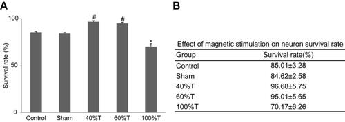 Figure 1 Survival rate of primary hippocampal neurons treated with different intensities of magnetic stimulation. (A) Histogram and (B) table presenting the results. Survival rate is presented as mean±SD; *P<0.05, compared to the control group; #P<0.05, compared to the 40%T and 60%T groups.Abbreviation: T, intensity.