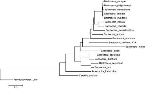 Figure 1. Phylogenetic position of A. fraterculus. Maximum-likelihood tree inferred from the nucleotide sequence of 13 PCGs in the mitogenome. Tree topology is based on the General Time Reversible substitution model with rates among sites Gamma distributed with invariants sites. Numbers represents bootstrap score from 1000 replicates. Phylogenetic analyses were conducted in MEGA v6 (Tamura et al. Citation2013). GenBank accession numbers are as follows: A. fraterculus (KX926433), C. capitata (NC_000857), Bactrocera arecae (NC_028327), B. carambolae (NC_009772), B. correcta (NC_018787), B. cucurbitae (NC_016056), B. diaphora (NC_028347), B. dorsalis (NC_008748), B. invadens (NC_031388), B. latifrons (NC_029466), B. melastomatos (NC_029467), B. minax (NC_014402), B. oleae (NC_005333), B. papaya (NC_009770), B. philippinensis (NC_009771), B. scutellata (NC_027254), B. tau (NC_027290), B. umbrosa (NC_029468), B. zonata (NC_027725), and Procecidochares utilis (NC_020463).