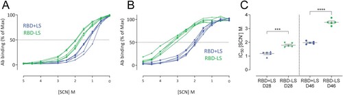 Figure 3. Avidity of vaccine-induced serum antibody responses. The avidity of serum IgG antibody responses after one (A, Day 28) and two immunizations (B, Day 46) with either monomeric RBD (RBD + LS, blue, n = 5) or multimeric RBD (RBD-LS, green, n = 5) was assessed using ammonium thiocyanate (SCN) avidity ELISA. (A, B) The percentage of serum antibodies bound following the addition of different concentration of SCN was used to determine (C) the avidity index (IC50). The difference in serum avidity between both groups was tested for statistical significance using a student’s t-test, with asterisks indicating the level of significance. ***P ≤ 0.001, ****P ≤ 0.0001. Error bars indicate mean ± s.e.m.
