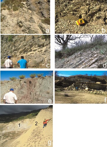 Figure 2. Photographs of the main lithologies outcropping in the study area. (a) Monte Sant’Arcangelo Fm; (b) Argille Varicolori Superiori Fm: alternating shales and carbonates; (c) Arenarie di Corleto; (d) Flysch Rosso Auctorum p.p. Fm; (e) Varicoloured Clays (Torrente Cerreto Unit); (f) Gorgoglione Fm: Arenaceous-conglomerate; (g) Gorgoglione Fm: Arenaceous-pelitic lithofacies (sector 1), Clayey lithofacies (sector 2).